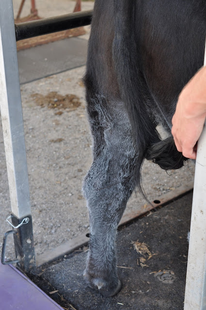 How Do We Prep Our Calves for the County Fair 