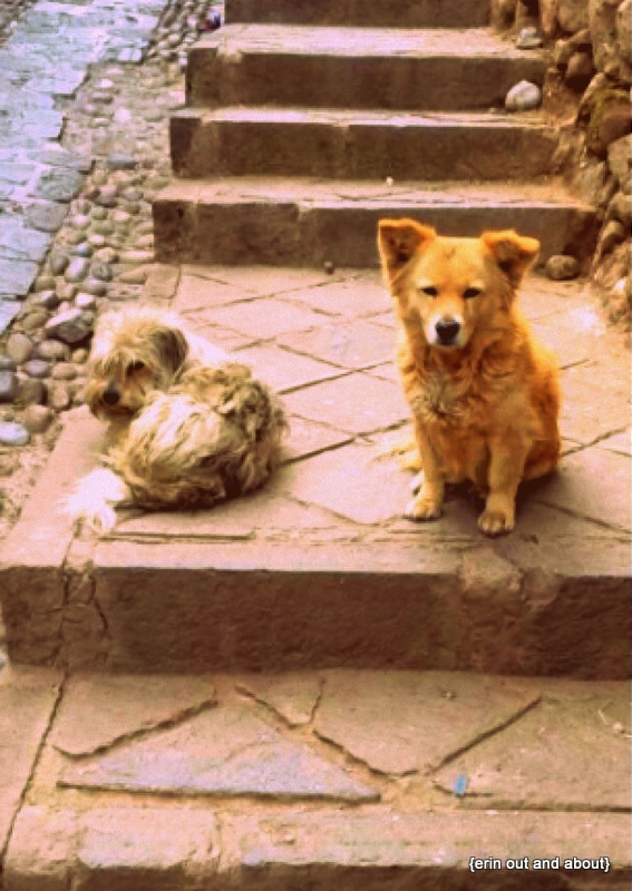 {Erin Out and About} The Dogs of Peru