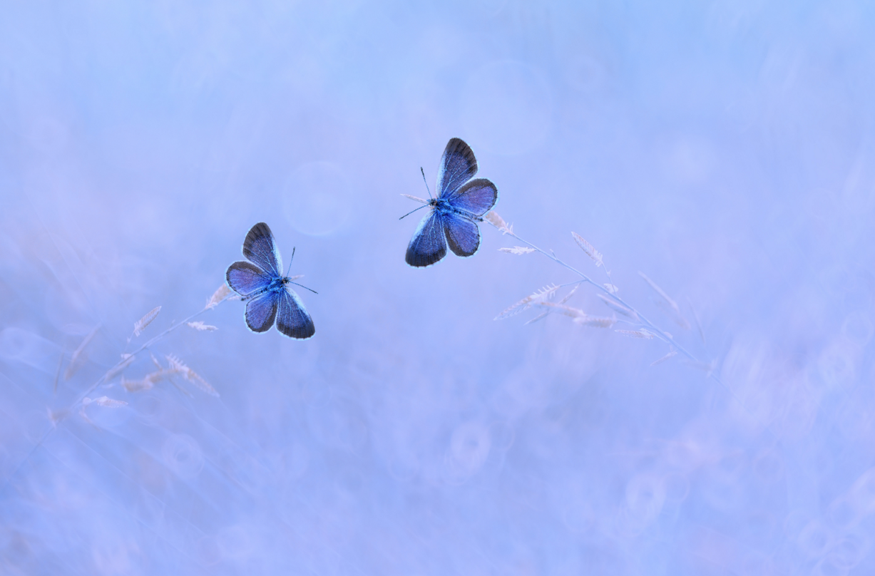 Тихо бабочки летают. Две бабочки. Бабочки на голубом небе. Парящие бабочки. Бабочки летают.