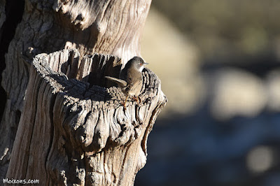 Tallarol capnegre (Sylvia melanocephala)