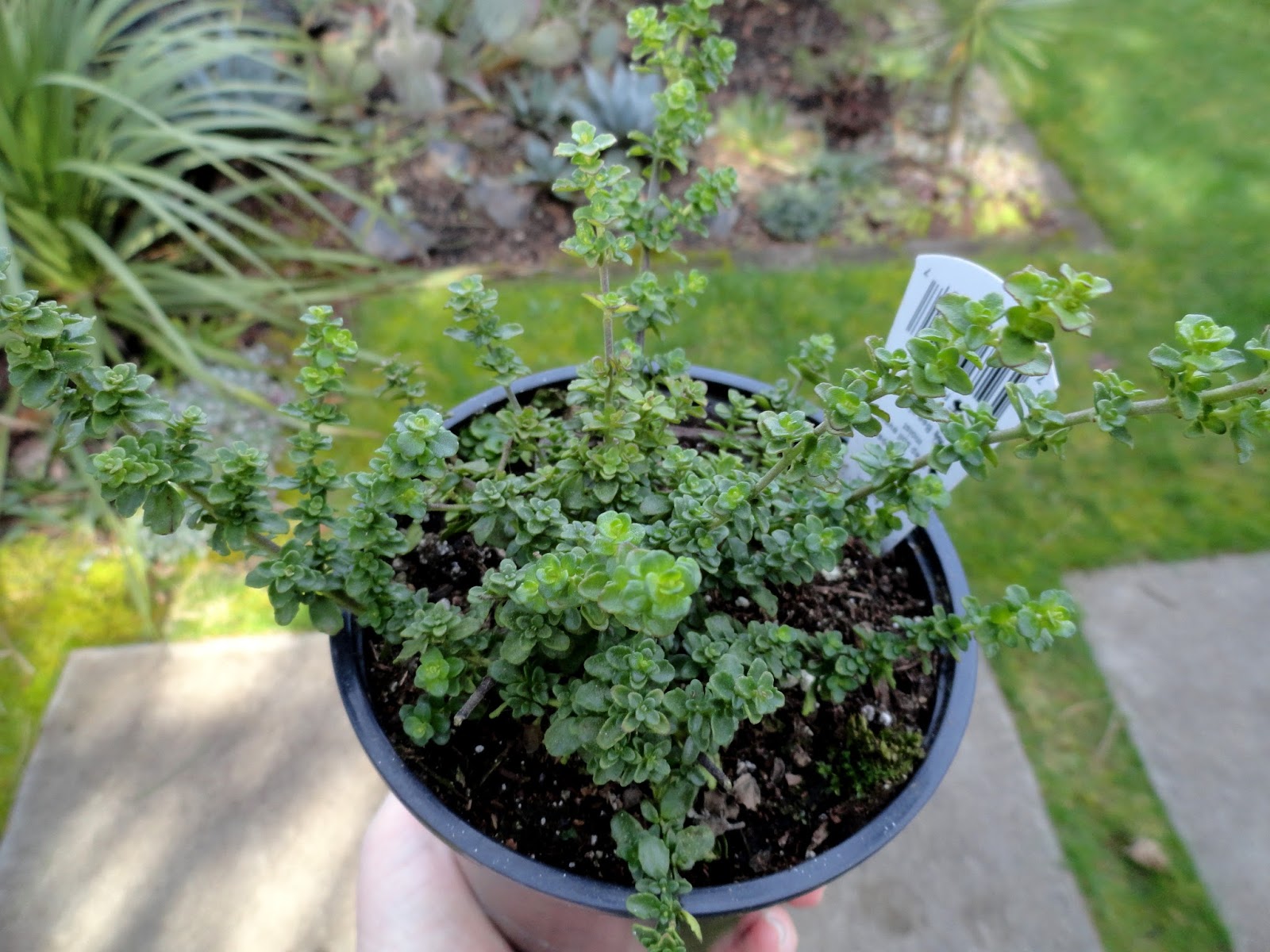 Balm Mint Bush Prostanthera Melissifolia Research Earth To Kathy