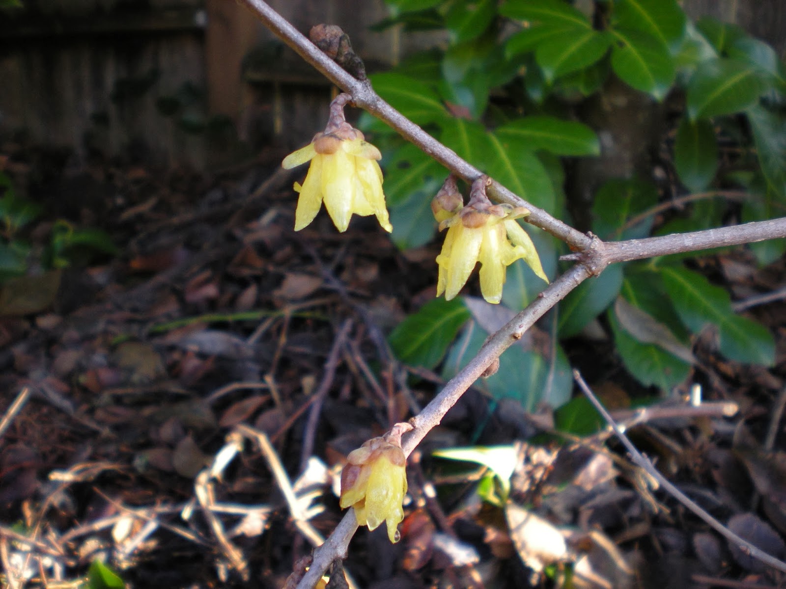 Gardening With Grace: Ramblers and Ramblings