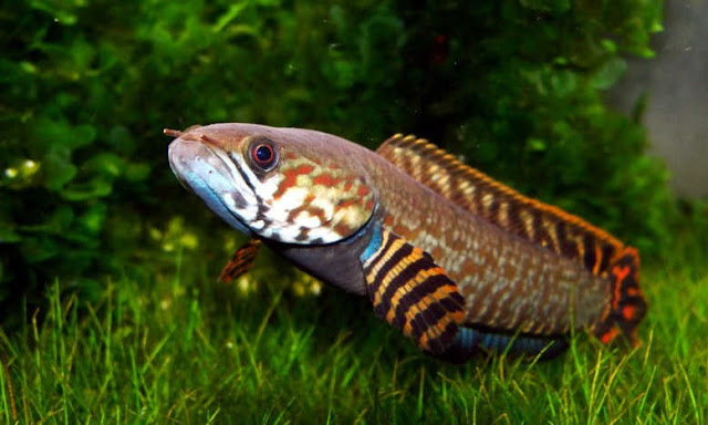 Ikan Gabus Hias atau Channa