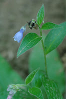 Plant with single blue bell-shaped flower. Bumblebee investigates flower.