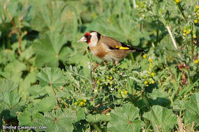 Cadernera (Carduelis carduelis)