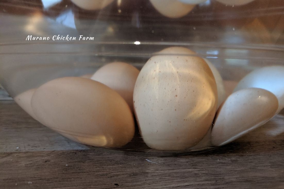 How to float test eggs Murano Chicken Farm