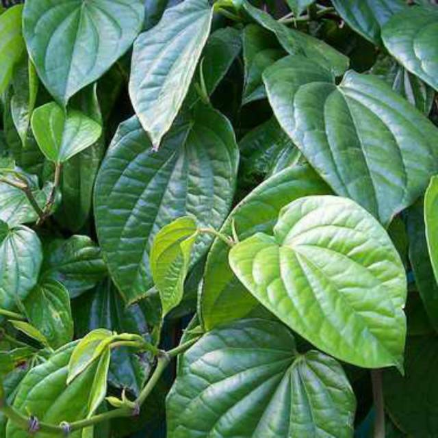 Jual Tanaman Biofarmaka