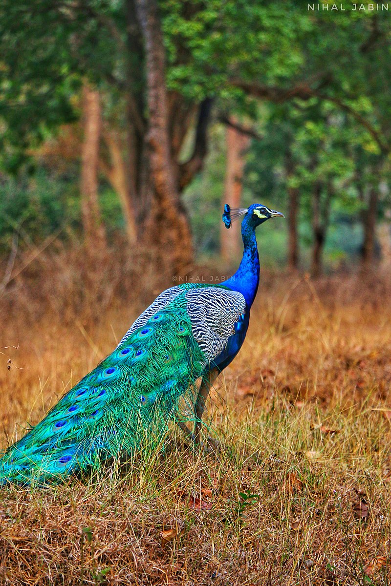 Happy Catholic Peacock From Behind