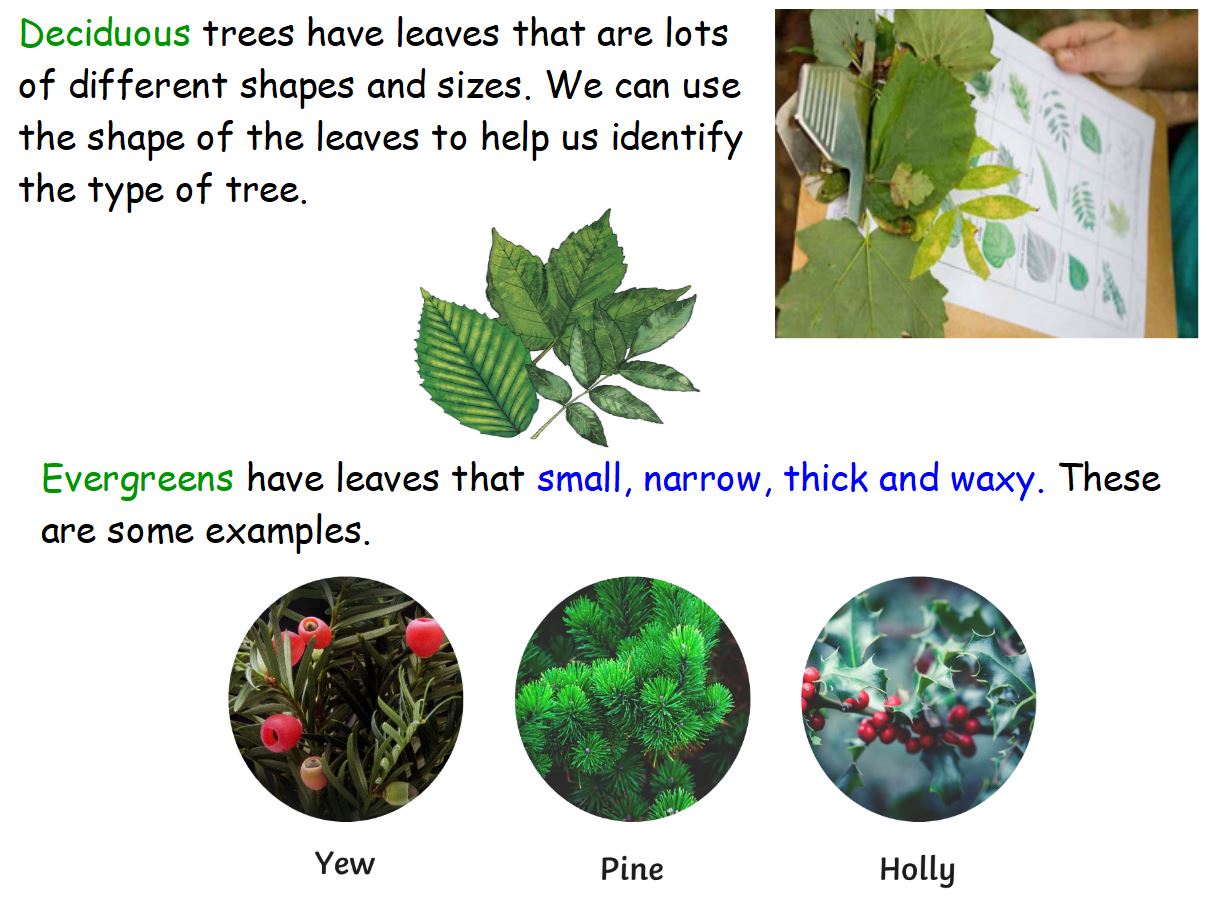 Year 2: Evergreen and Deciduous Trees