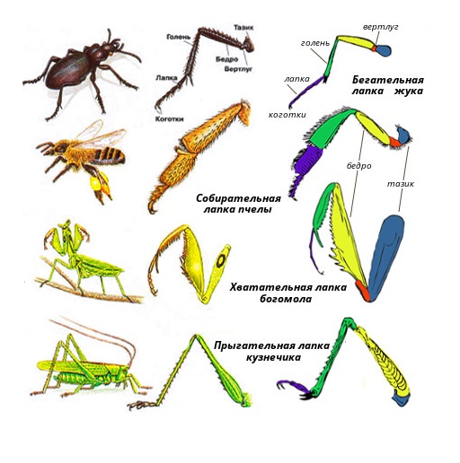 бегательные типы конечностей насекомых. разнообразие конечностей. типы ходильных конечностей насекомых. гомология конечностей насекомых таблица. хватательные конечности у насекомых.