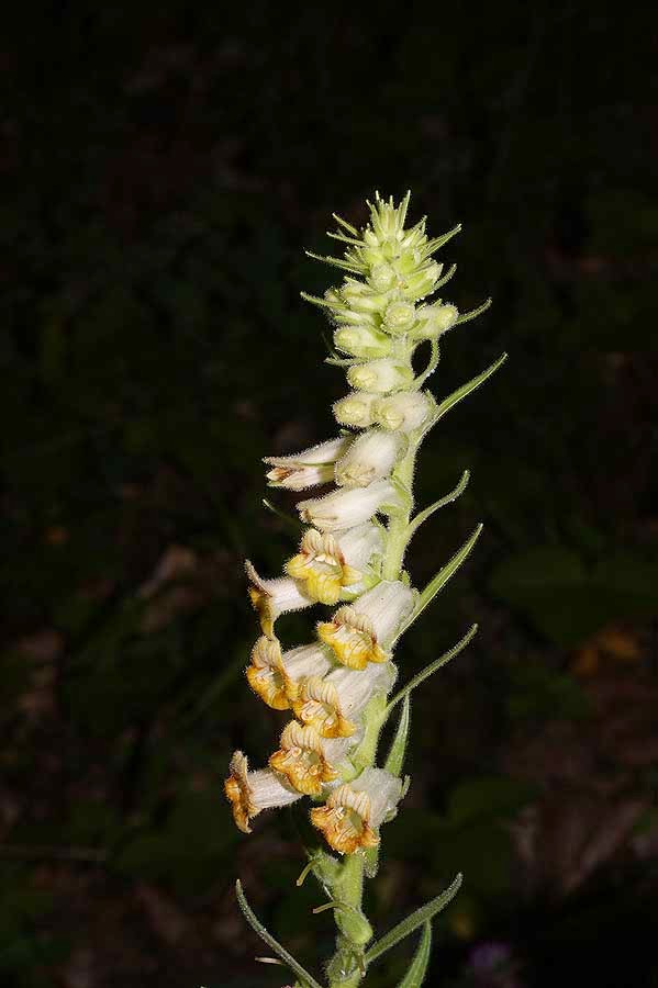 Flora hellenica Digitalis viridiflora