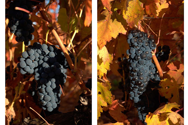wine harvest festival autumn fall leaves grapes wine harvest festival autumn fall leaves grapes