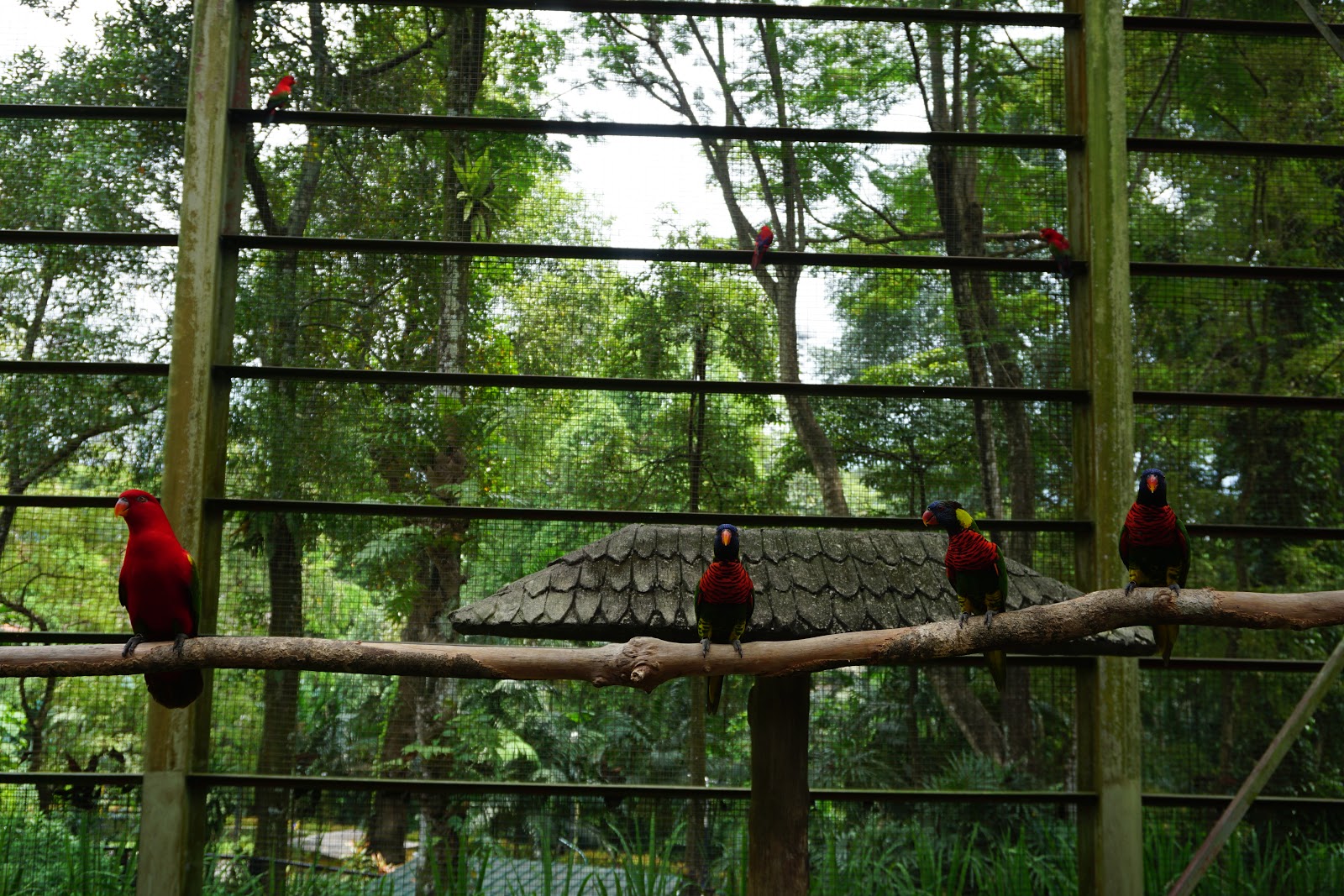 3 Ribu Ekor Burung Dari Pelbagai Spesis Terbang Bebas Di Kl Bird Park