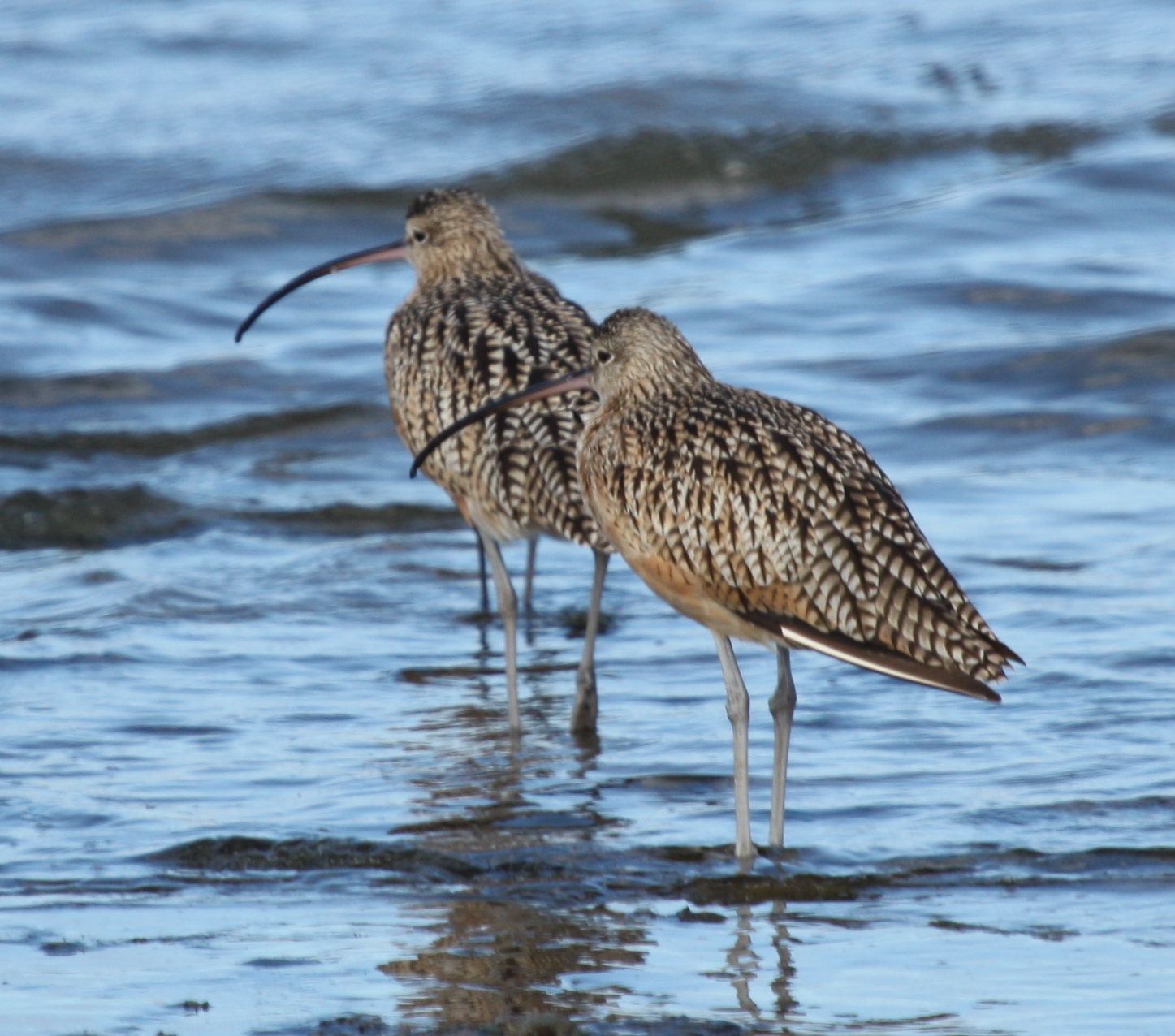Francis Julian Montgomery Photography Longbilled Curlew Middle