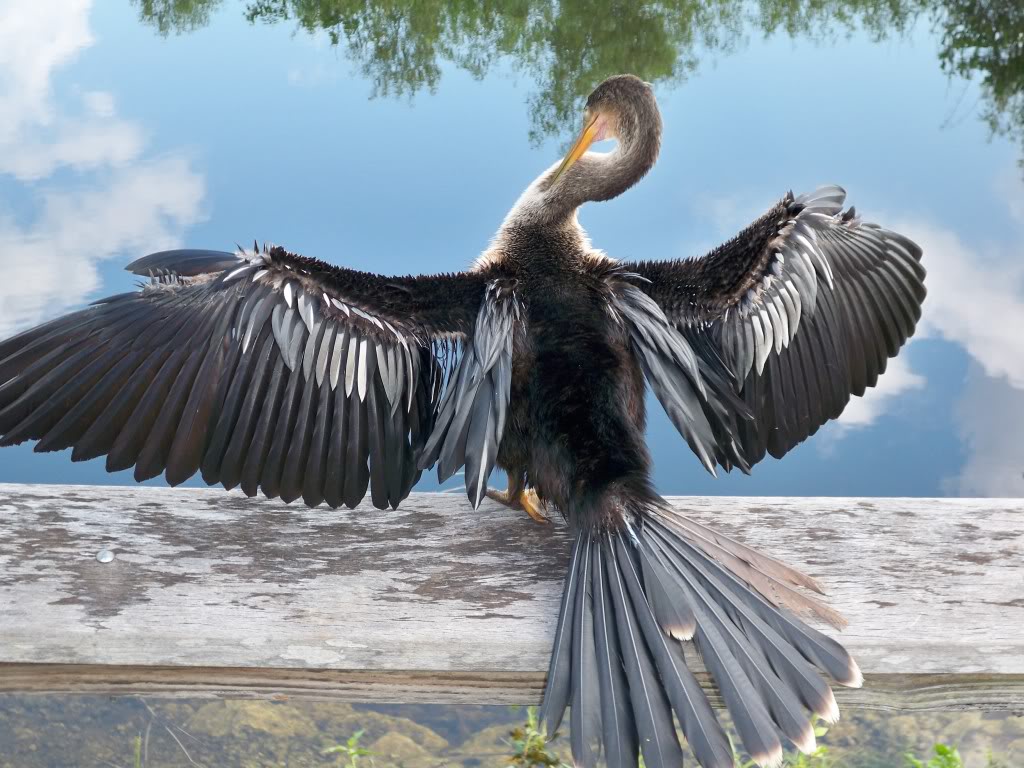 Anhinga or snakebird.