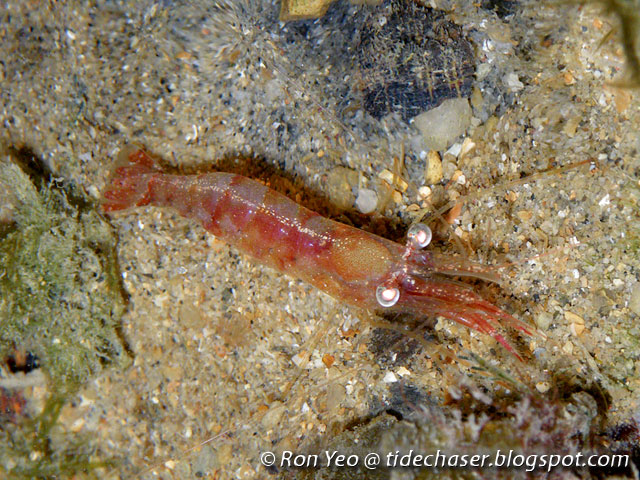 tHE tiDE cHAsER: Caridean Shrimps (Phylum Arthropoda: Infraorder ...