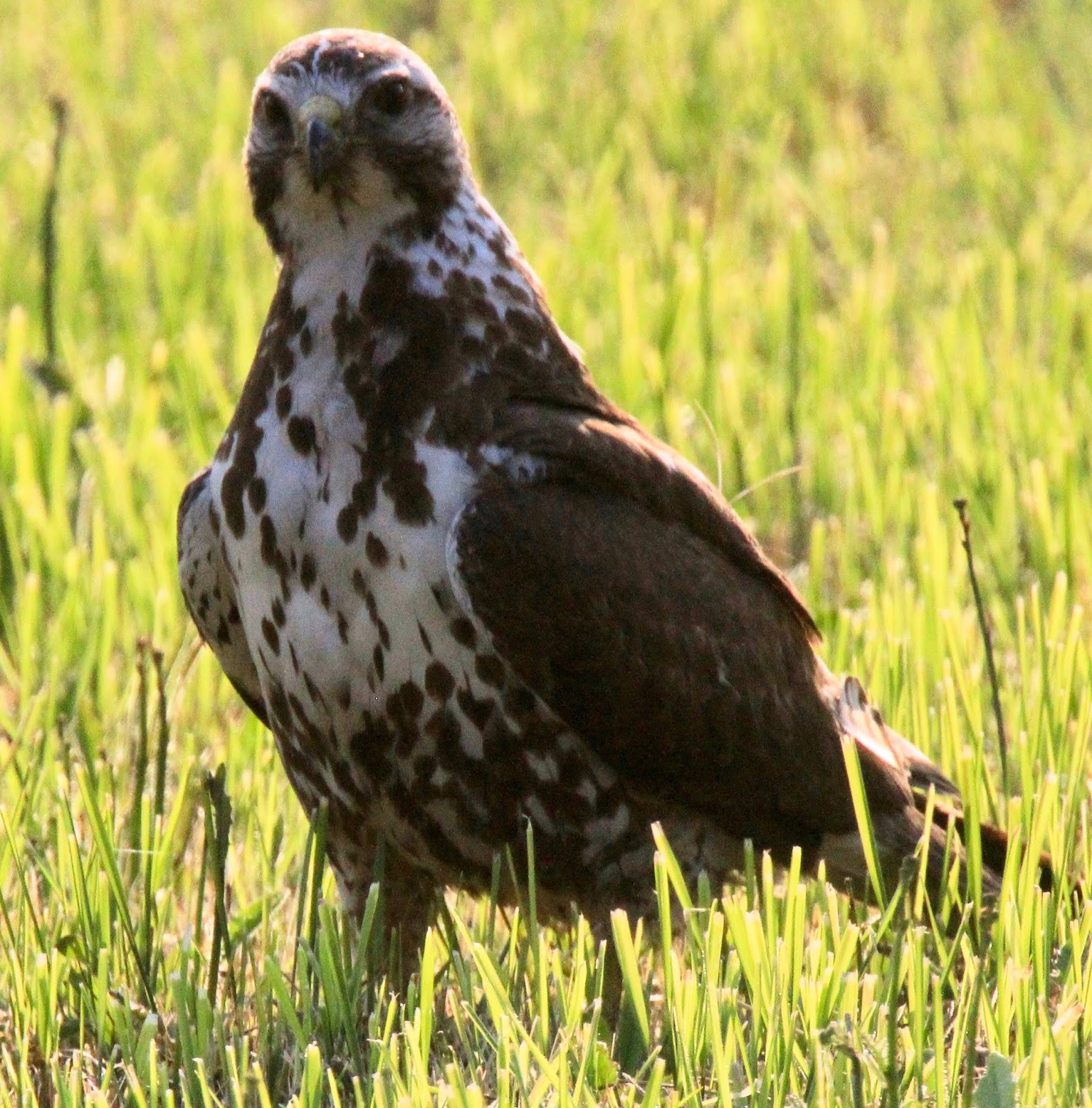 BC Rare Bird Alert Vancouver Island and the Gulf Islands