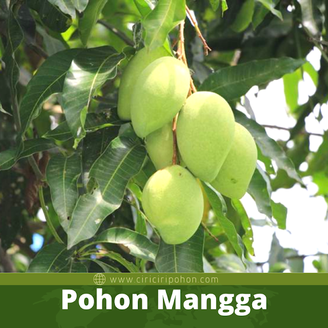 Pohon Mangga