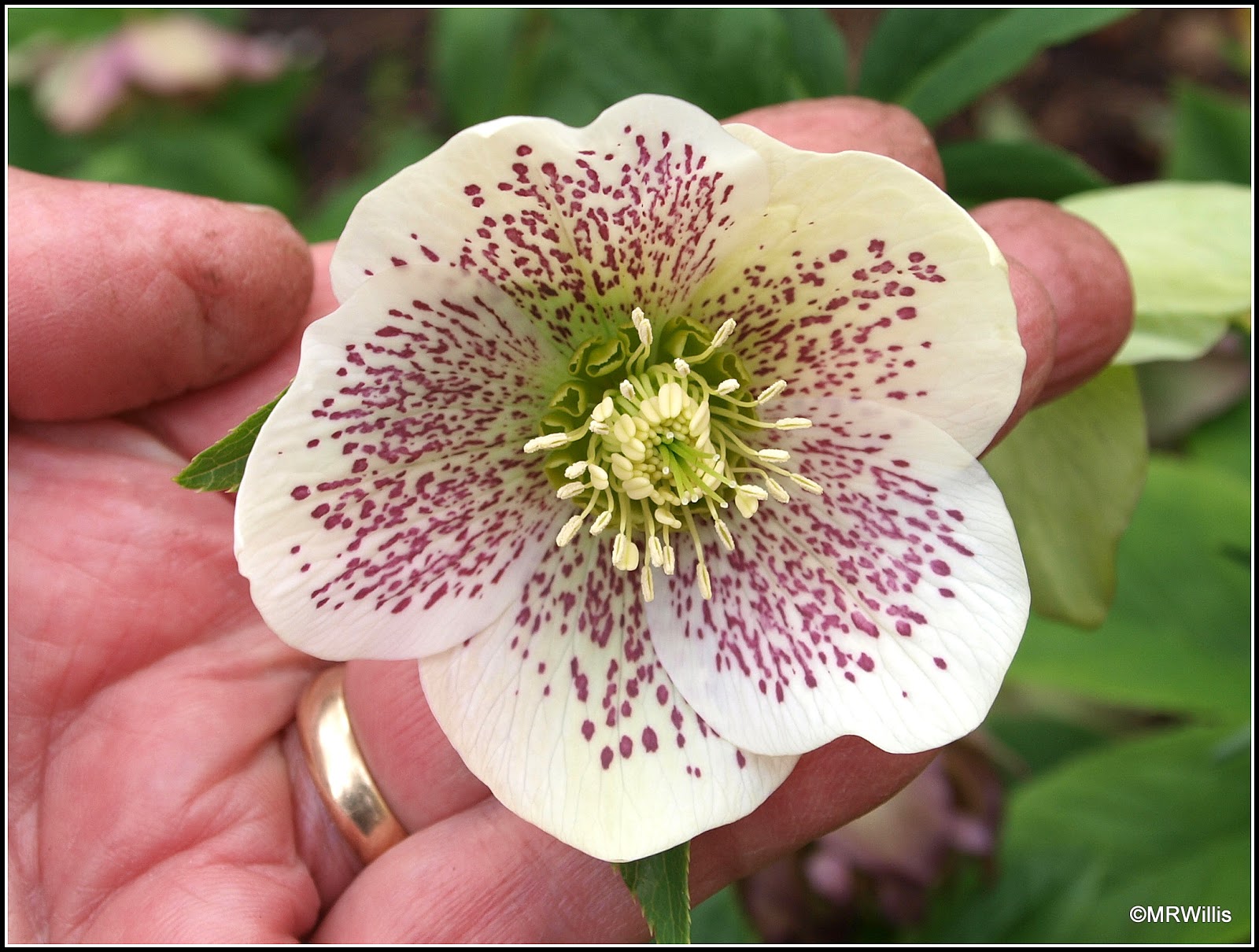 Mark's Veg Plot Selfseeded Hellebores