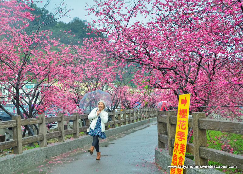 Chasing Cherry Blossoms in Taiwan Lady & her Sweet Escapes