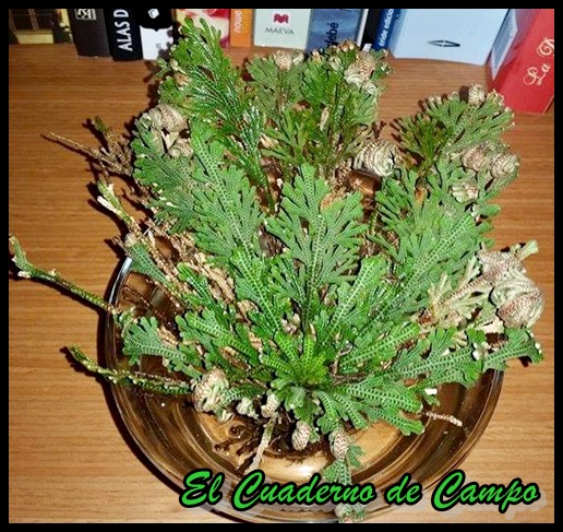 El Cuaderno de Campo: Rosa de Jericó, Selaginella lepidophylla. Historia,  procedencia y cuidados