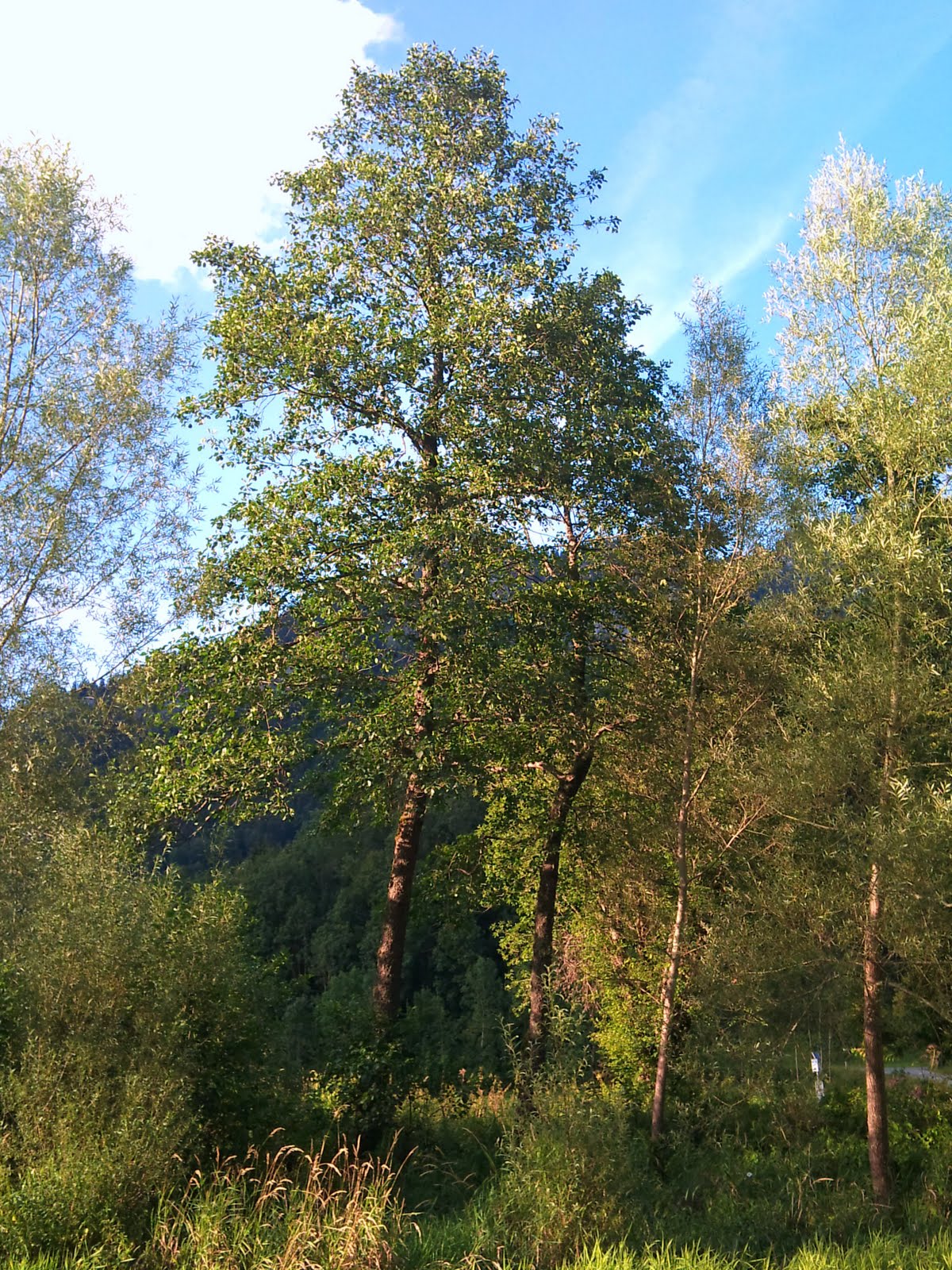 Árboles con alma: Aliso. Vern. (Alnus glutinosa)