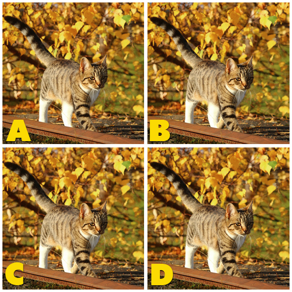 Quiz Diva Kitty Difference(Spot The Different Kitty) Quiz Answers
