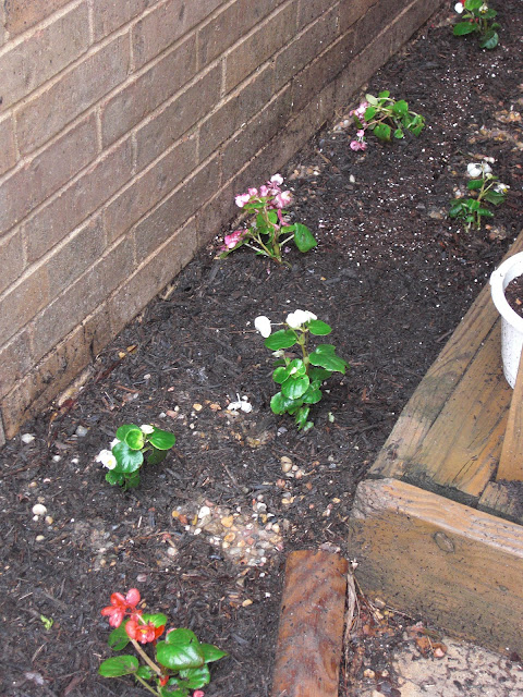 Everyday Adventures: Gardening vs. Gravel