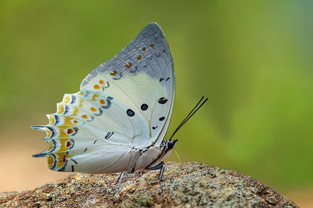 Polyura delphis BugsAlive