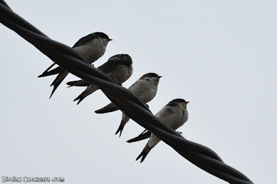 Oreneta cuablanca (Delichon urbicum)