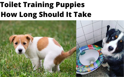 Toilet Training Puppies