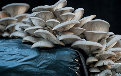 mushroom cultivation techniques