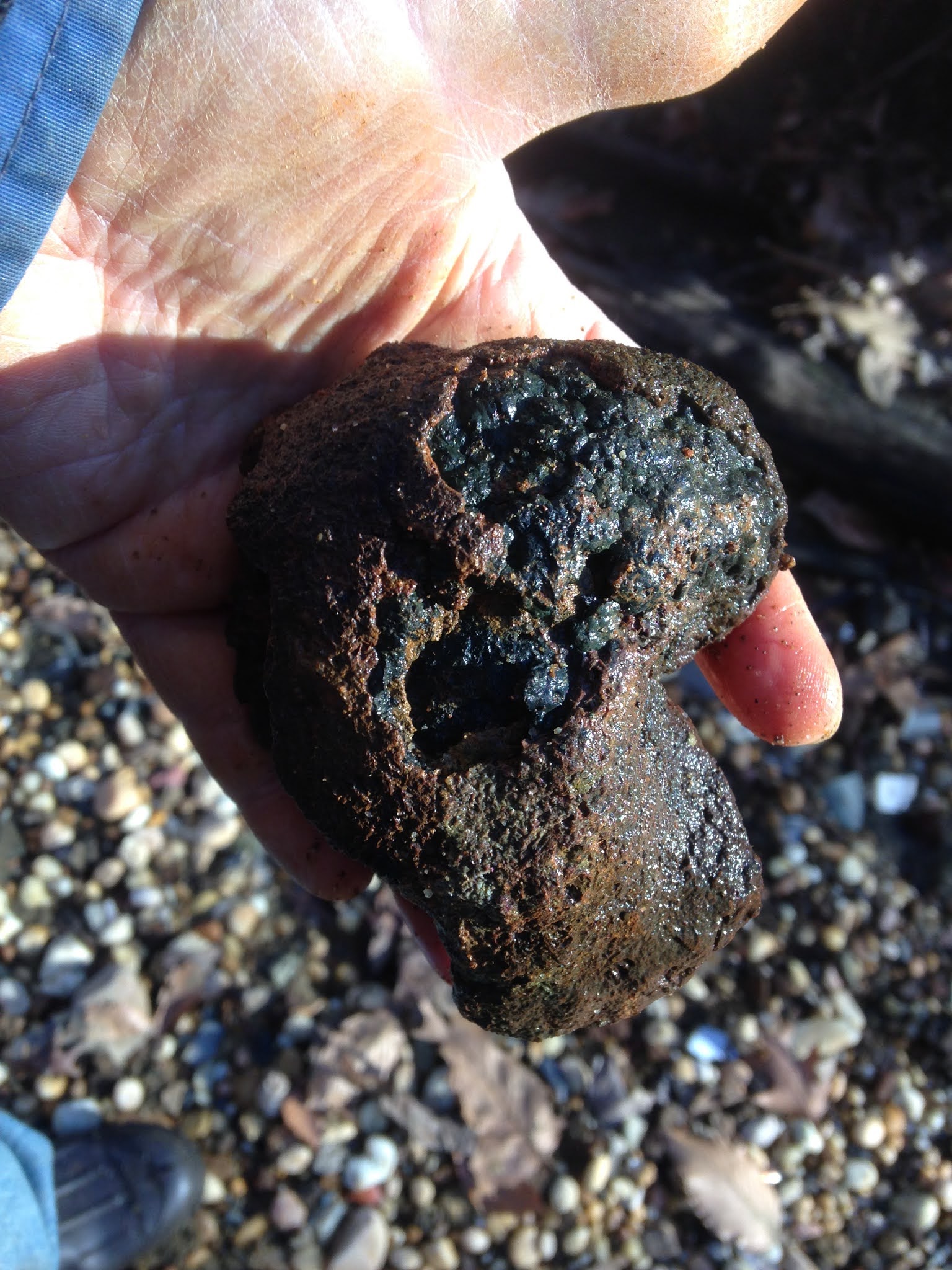 Future Fossil in Bog Iron?