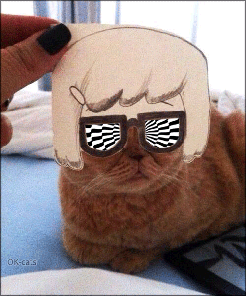 Art Cat GIF • Magic psychedelic glasses for pretty Kitty She is a fashion victim Art Cat GIF • Magic psychedelic glasses for pretty Kitty She is a fashion victim
