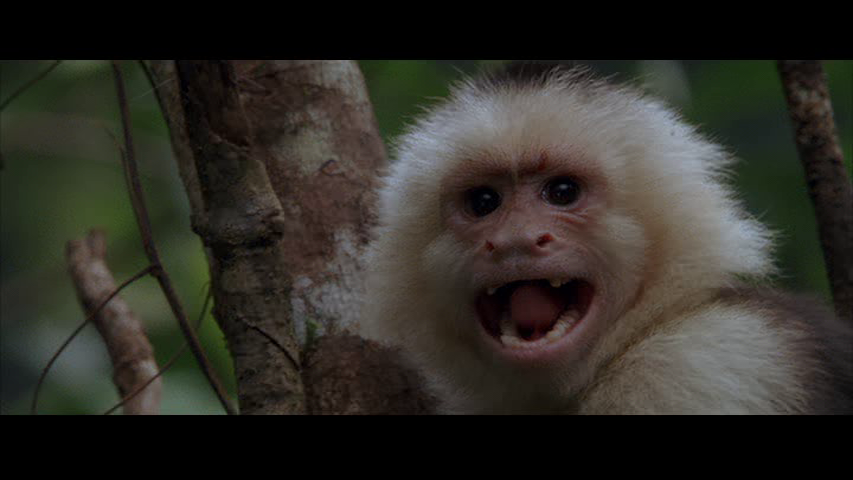 Rev Ron S Movie Reviews Anacondas The Hunt For The Blood Orchid