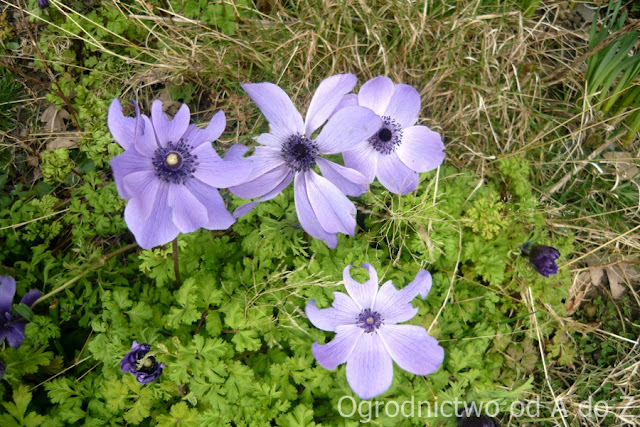 Zawilec wieńcowy Anemone coronaria