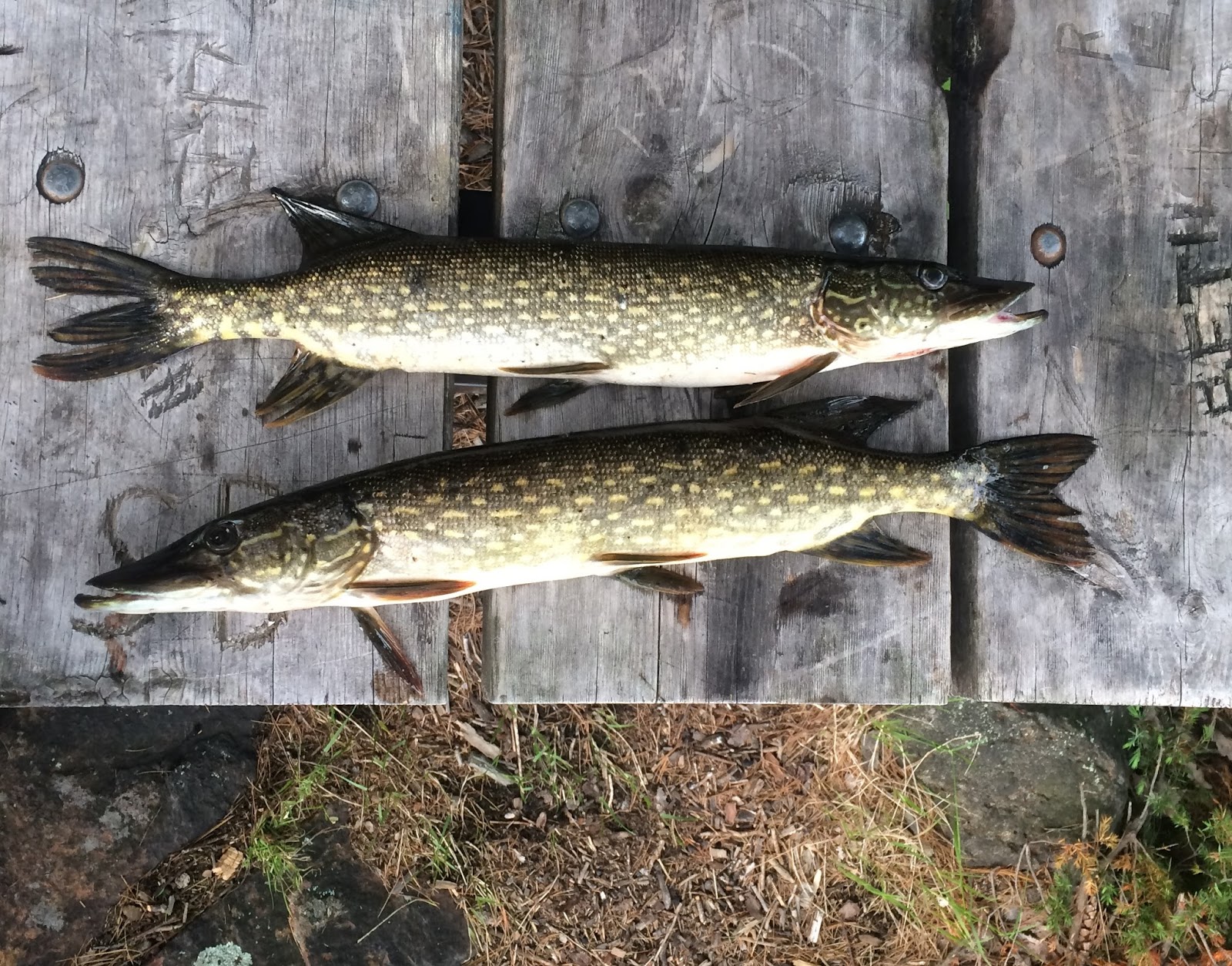 Three Tips for Fishing Spider Lake in the Massasauga Provincial Park
