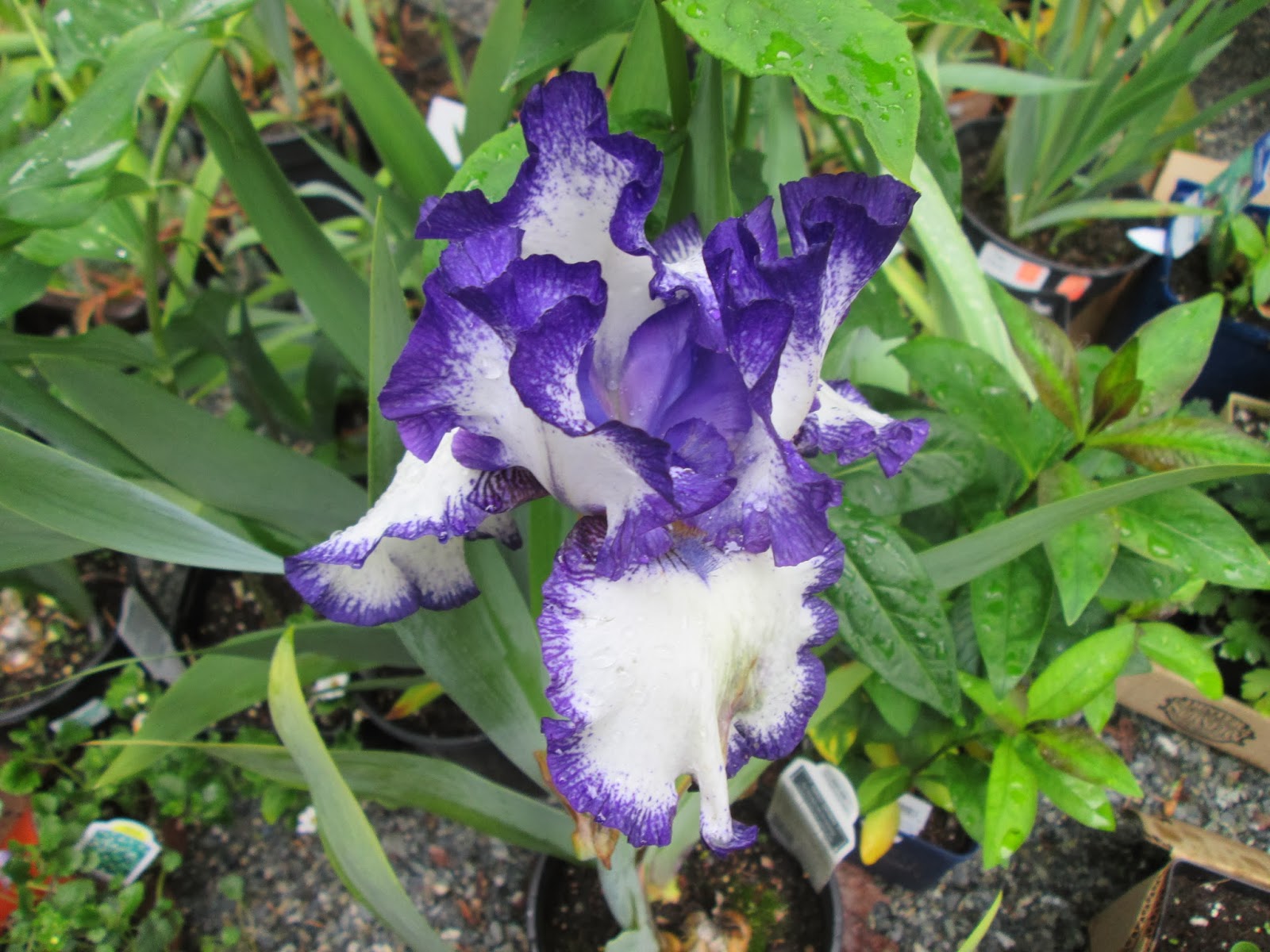 The Rainbow Connection Growing Irises On Vancouver Island