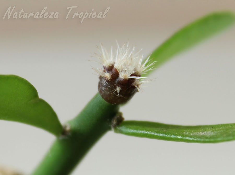 Microinjerto de cactus sobre Pereskiopsis sp