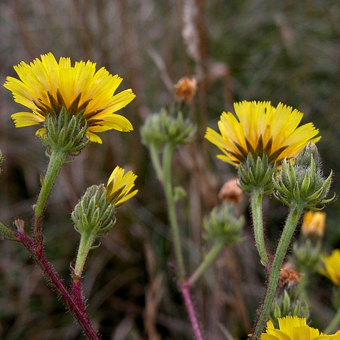15 Rare, Exotic & Amazing Plant Species The Fancy Flora