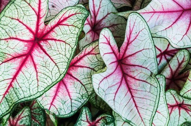 Caladiums