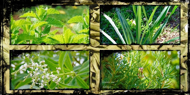 Como secar as plantas aromáticas Como secar as plantas aromáticas e medicinais