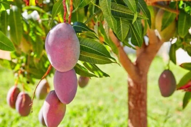 buah mangga lebat