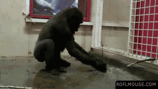 The 25 Coolest Gifs of Dancing Animals to Brighten Your Day