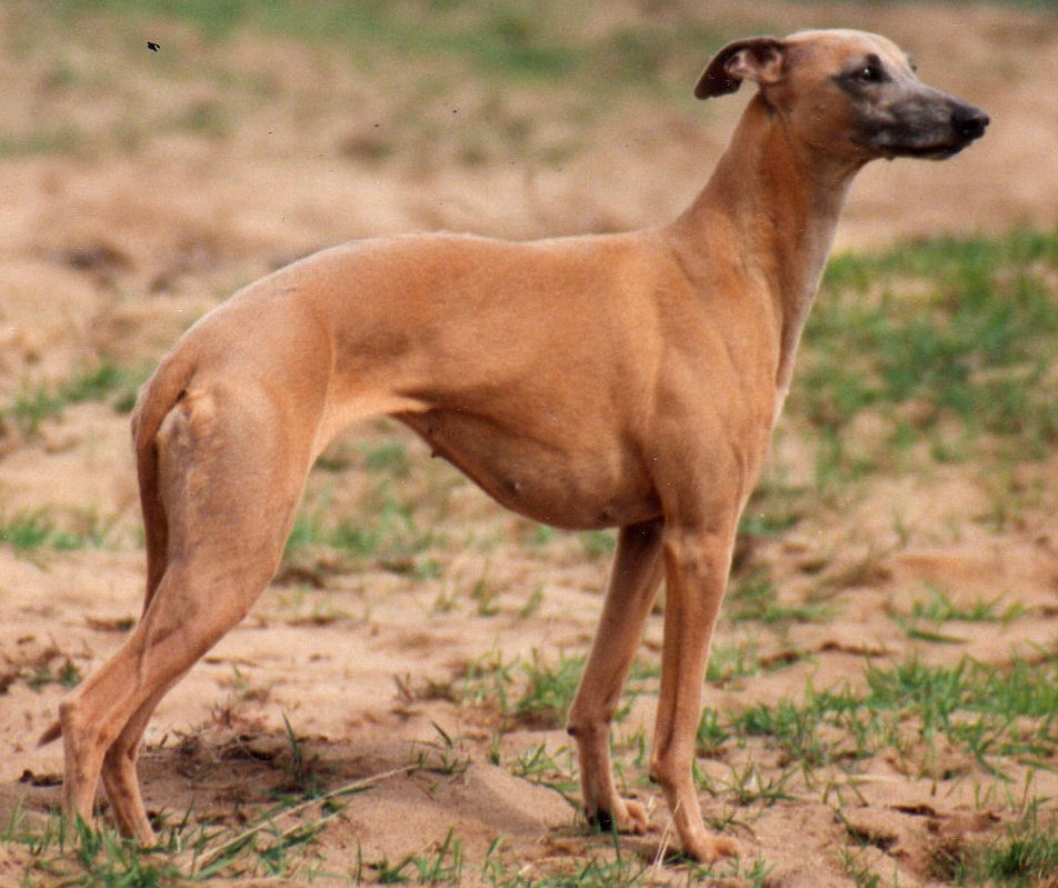 Whippets vom Kleinen Berg Kleineberger
