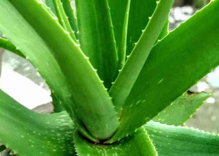 aloe vera ke fayde hindi me