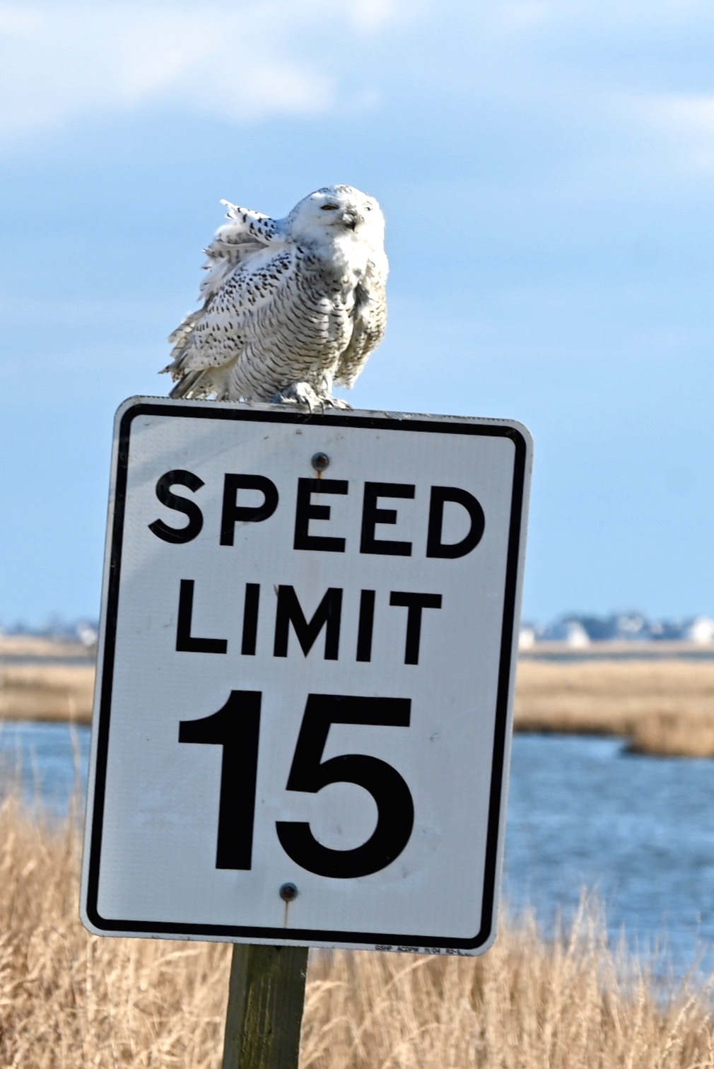 Urban Wildlife Guide Snowy Owl Sighting