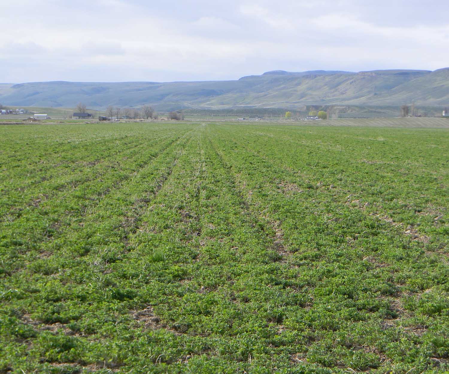Owyhee Agriculture Alfalfa Seed and Alfalfa Hay