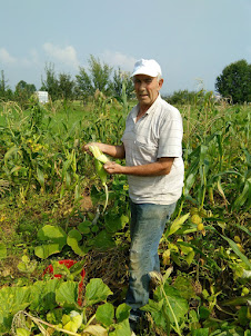 Local Bosnian harvesting Corn from this small field near Sarajevo airport.