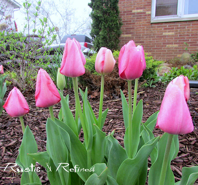 garden pink tulips